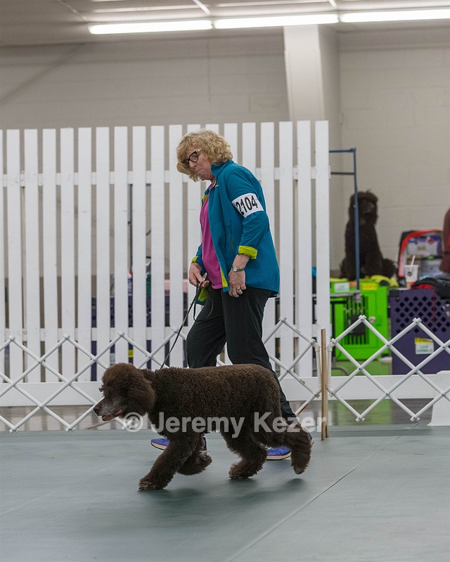 2104 - GCH ARROYO'S BEGIN THE BEGUINE AX OAJ NF (Porter)