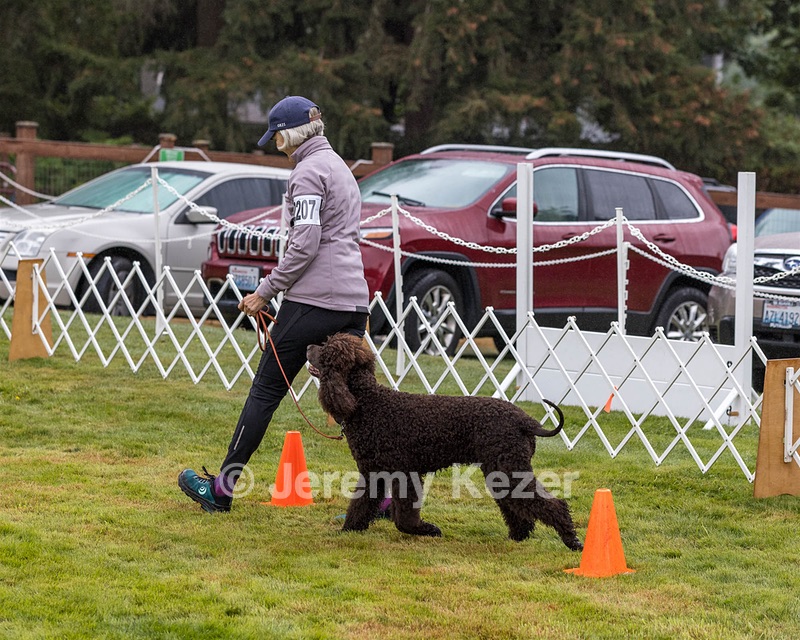 2207 - CH ARROYO ROSE BY ANY OTHER NAME NA NAJ NF SWN (Darcy)
