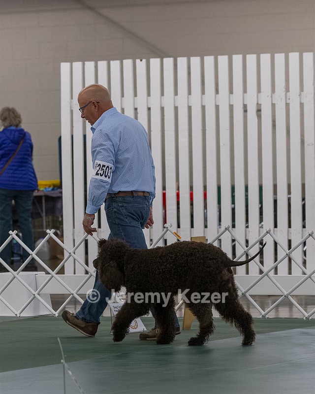 2503 - GCH CH BLACKTHORN'S KEEVA CROMPTON AX AXJ XF RN CGC (Keeva)