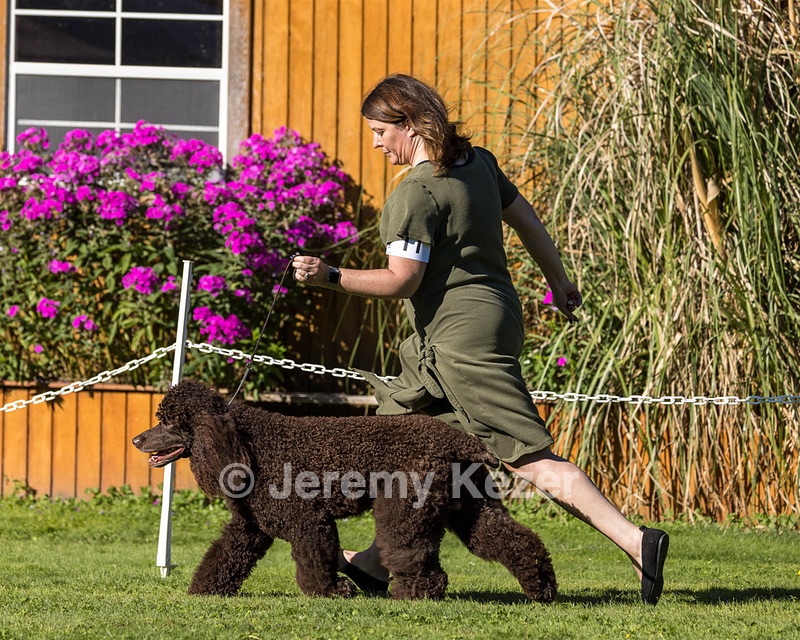 11 - GCH CH BREKKON'S FIRST MARK BN RN CGC TKN (Hunny)