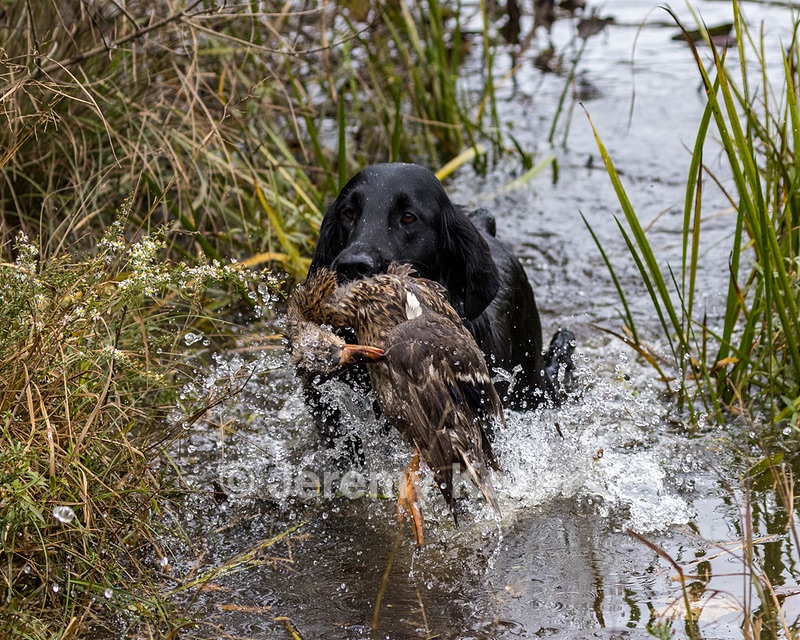 Ziva Millikin