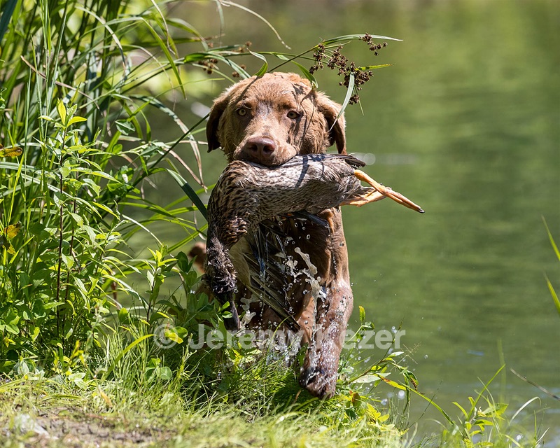 Poacher Bellanceau