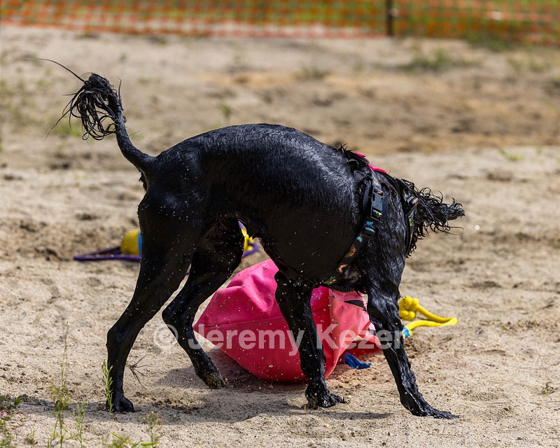 Epic Robin