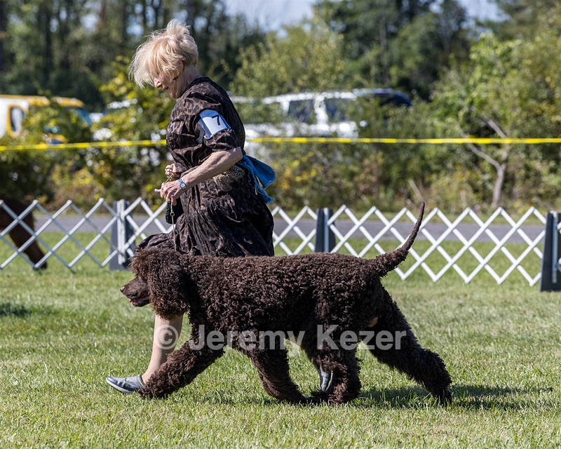 07 - GCH CH CASTLEHILL'S RAMBLIN' RAFAEL O'CRISPIN BN (Rafi)