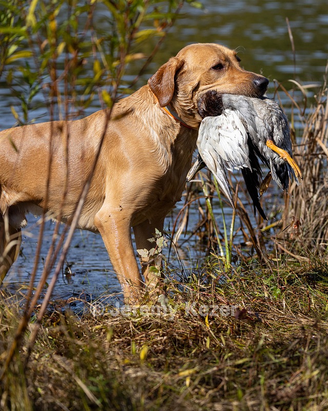 Seamus Firisin