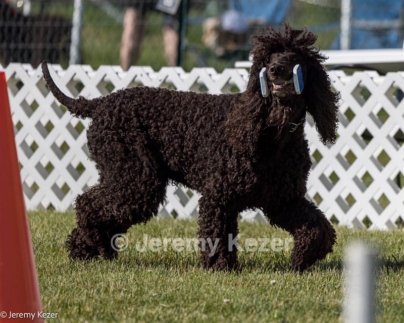 16 - GCH CH Chantico's Shelter From The Storm CD RA MX AXJ MXP2 MJP2 MJPB XF DS (Reef)