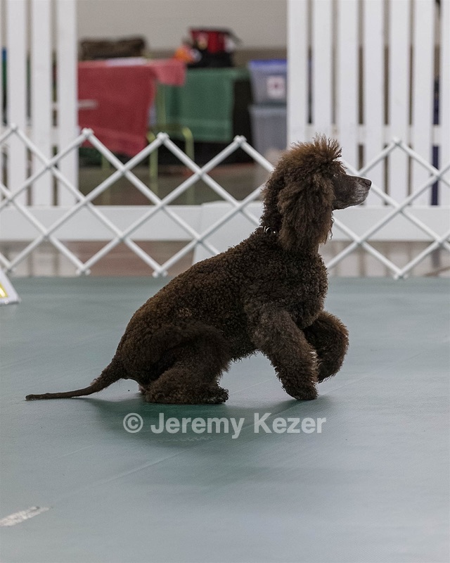 2701 - GCH POOLE'S IDE BONNIE BROOK CD RE CGC (Bonnie)