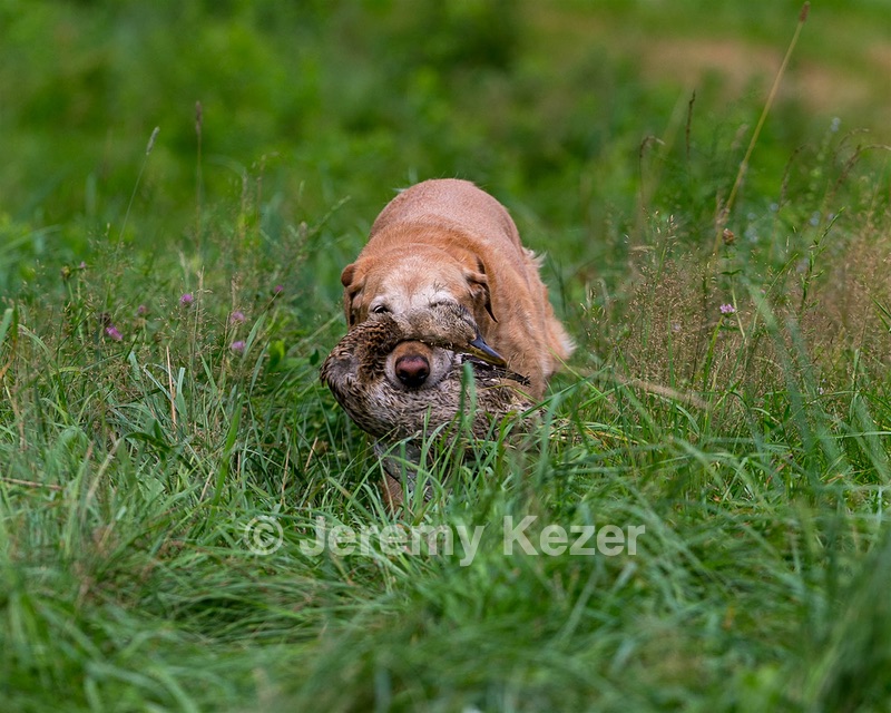 Pippin Moss