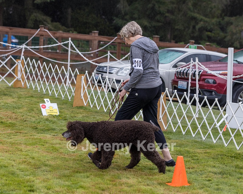 2201 - GCH CH MACH ARROYO'S BEGIN THE BEGUINE MXS MJS MXP MJP MXF T2B2 (Porter)