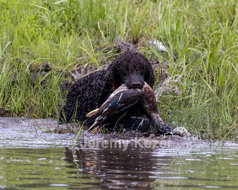 Ghillie Kezer