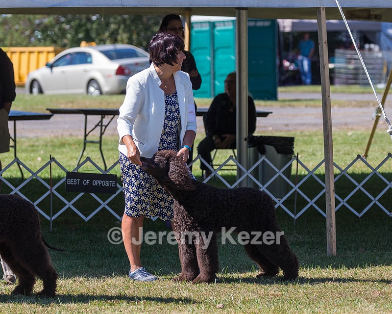 17 - GCH CHANTICO'S SHELTER FROM THE STORM RN XF MX CD RA AXJ (Reef)