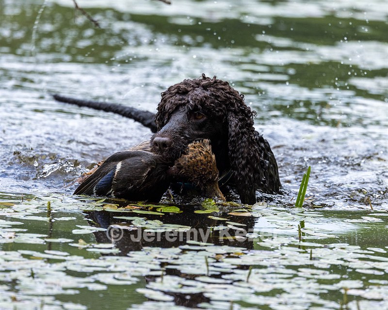 Ghillie Kezer
