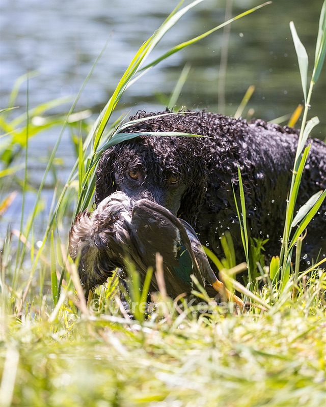 Ghillie Kezer