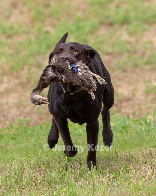 Tucker