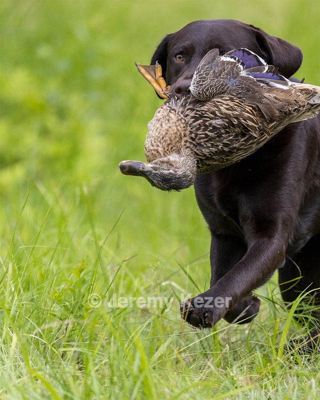 Otter Henry