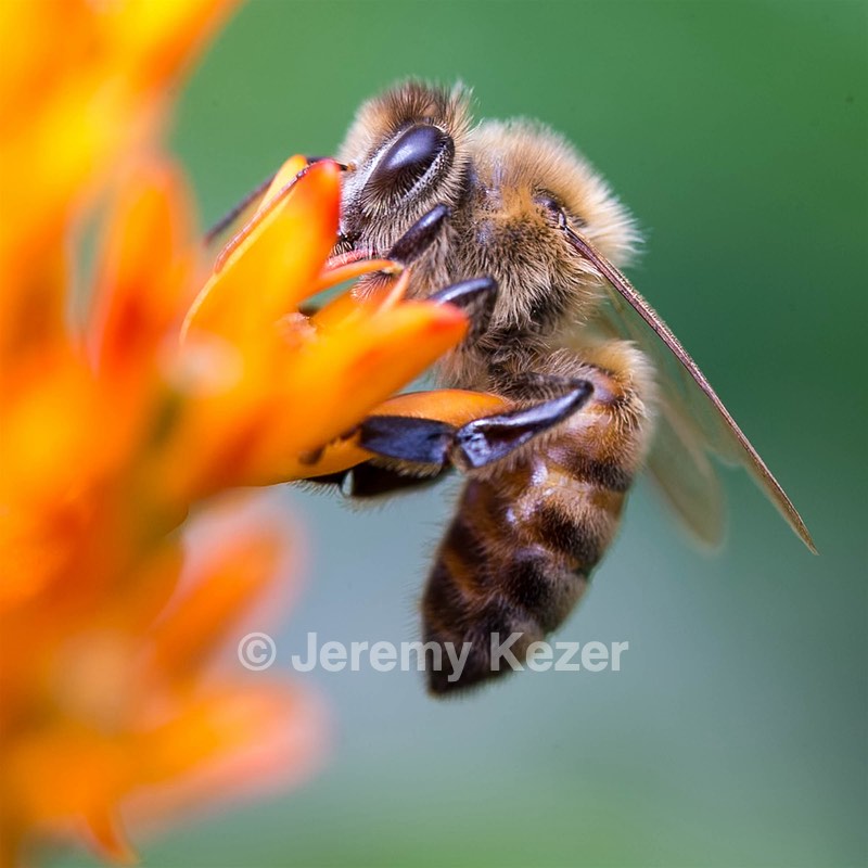 Bee, Amesbury, MA