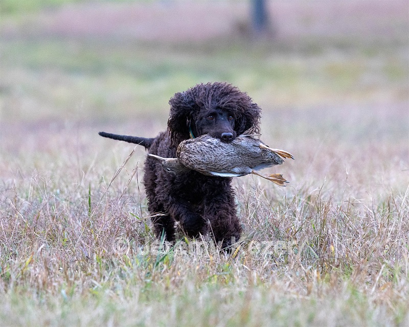 Ghillie Kezer