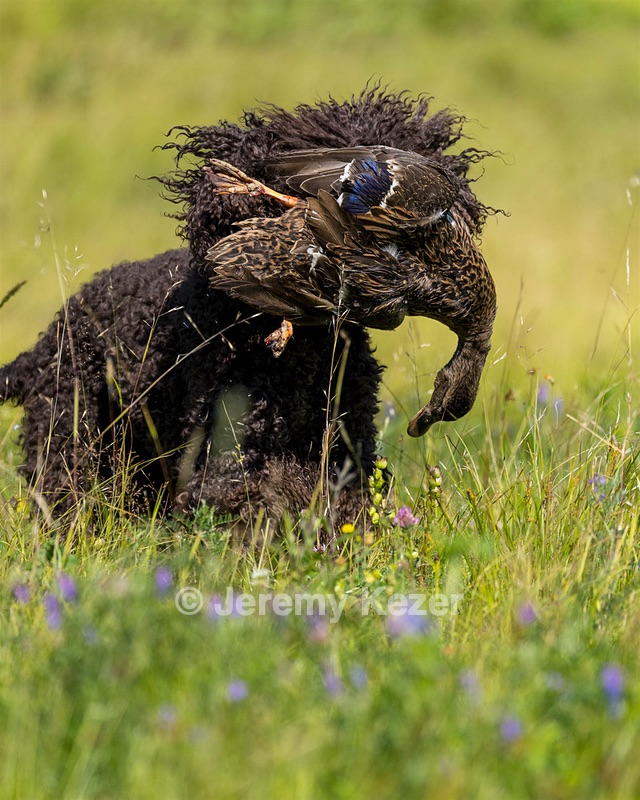Ghillie Kezer