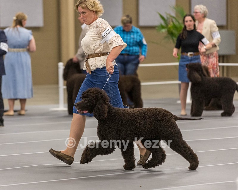 207 - GCH CH Flintcrest First Strike Fintan