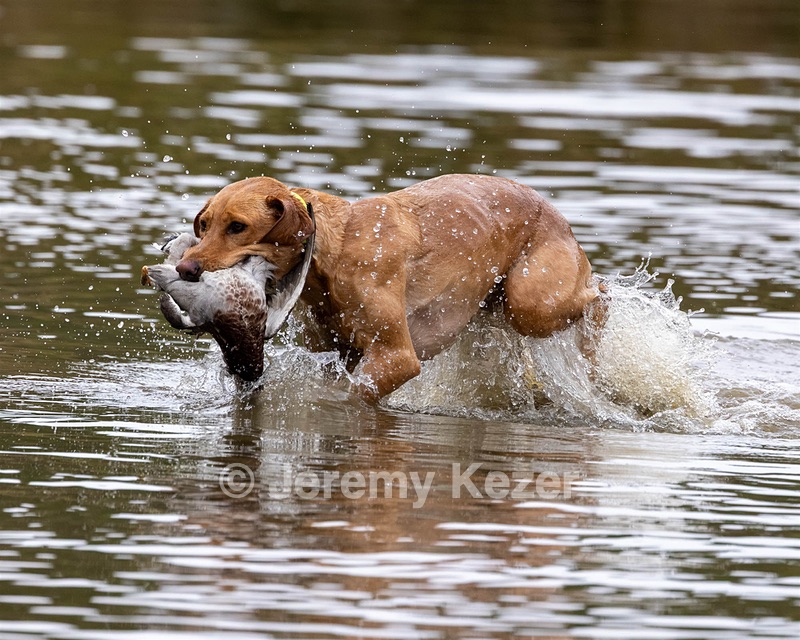 Patron Lewis