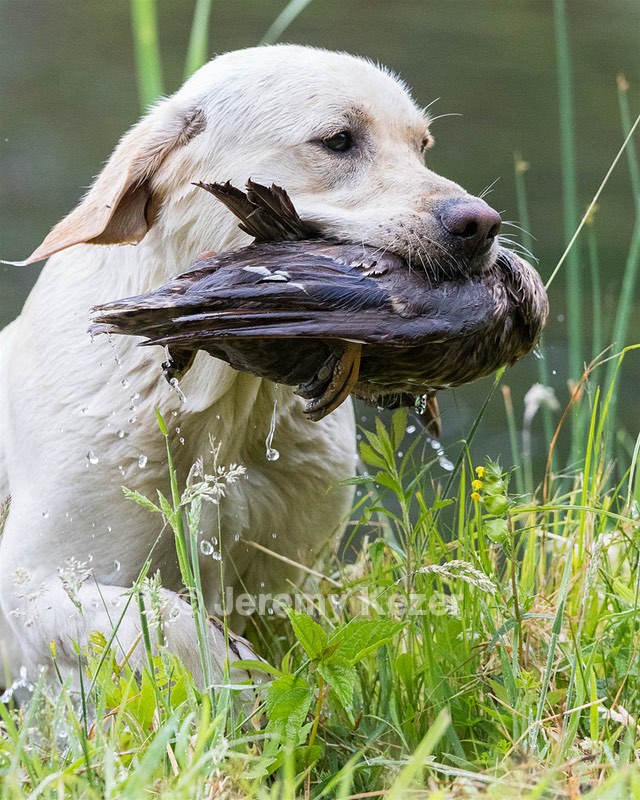 Goose