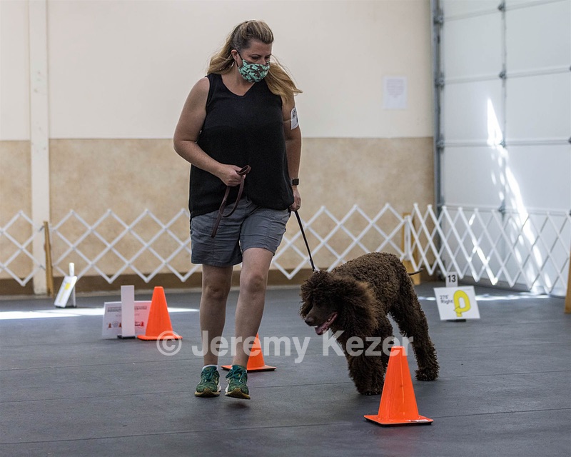 2204 - GCH CH BREKKON'S FIRST MARK CGC