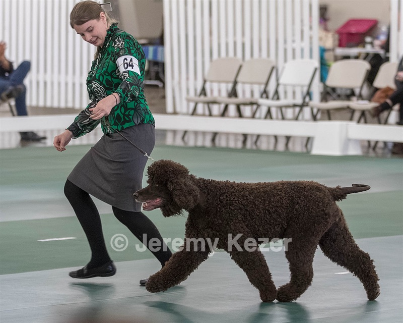 64 - GCH CH CAT N PATS LUCK BE A LADY RN CAX CGC