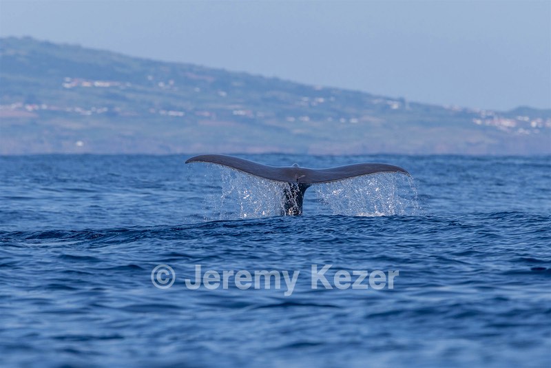 Sperm Whale