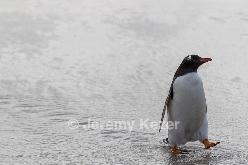 Gentoo Penguin, Bleaker Island, The Falklands
