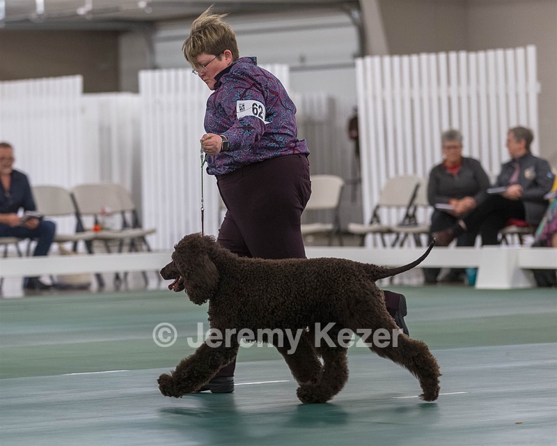 62 - GCH ALL GREEN WI' ENVY V ALPHA NORDIC CD RE DS RATN (Jade)