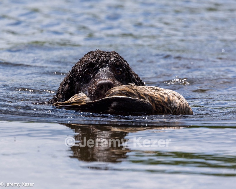 Ghillie