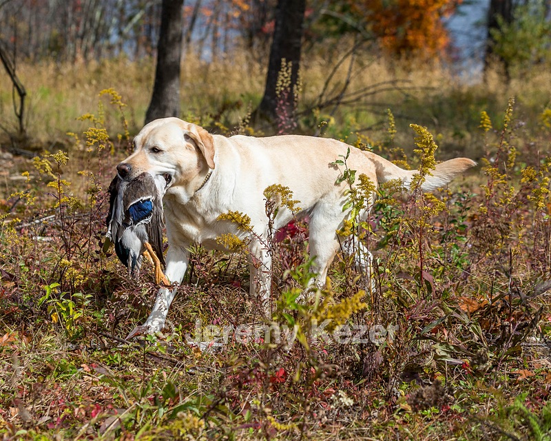 Meadowmere's Annisquam JH WC CGC (Annie)