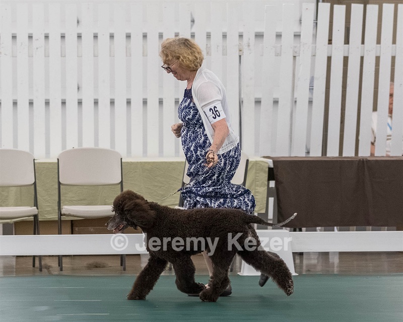 36 - GCH ARROYO'S BEGIN THE BEGUINE AX OAJ NF (Porter)