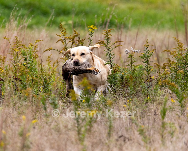 Tilly Kase