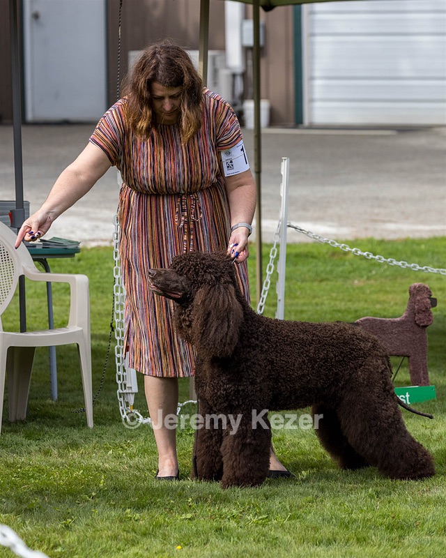 11 - GCH CH BREKKON'S FIRST MARK BN RN CGC TKN (Hunny)