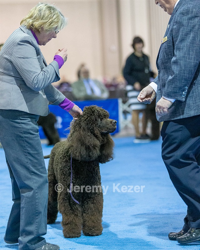 23 - GCH CH Waterboys Wet And Wild Willow (Ryder)
