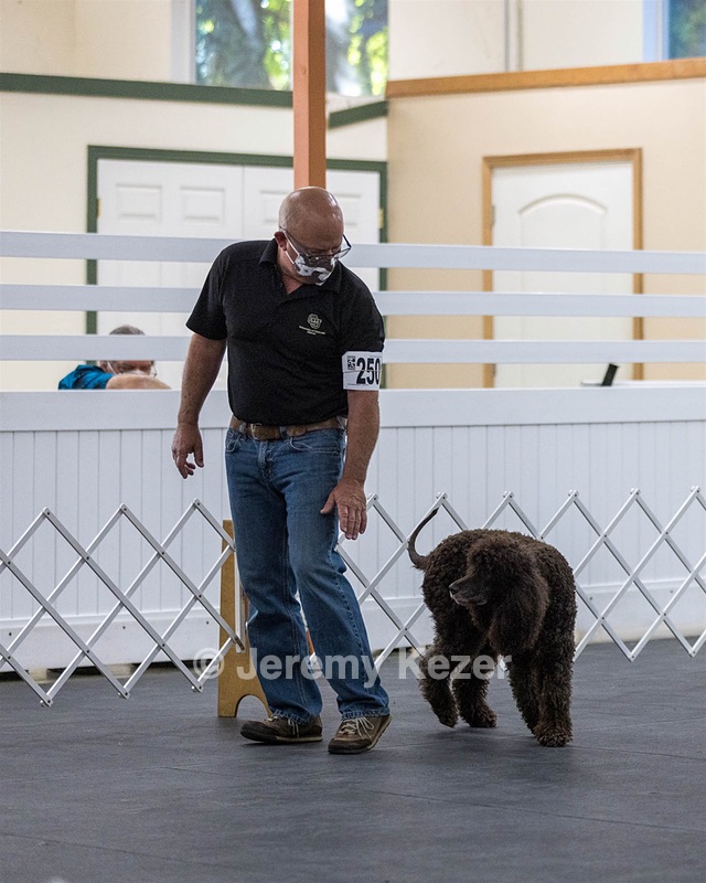 2501 - GCH CH BLACKTHORN'S KEEVA CROMPTON RM AX AXJ XF TKN (Keeva)