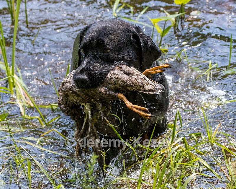 Scout