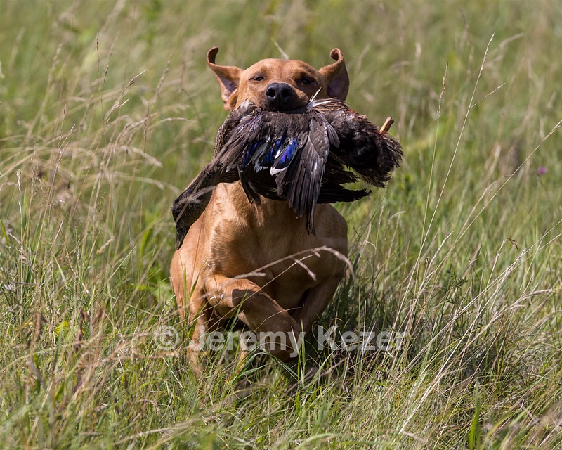 Gauge Kilby