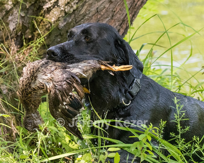 Gunner