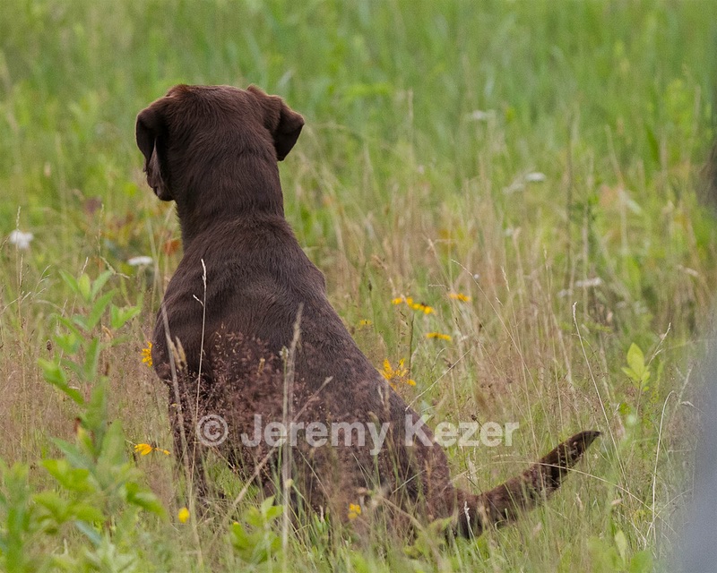 Jake niess