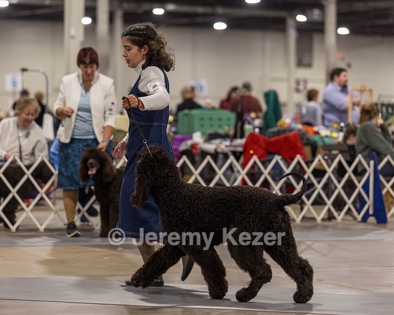 15 - CH POOLE'S IDE DARK KNIGHT (Oscar)