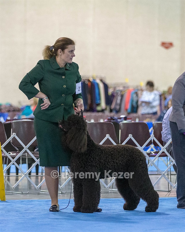 21 - GCHB CH Flintcrest Full Monty (Jonny)