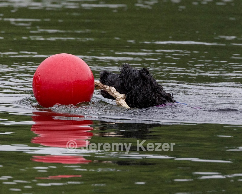 Boaty Bellicose