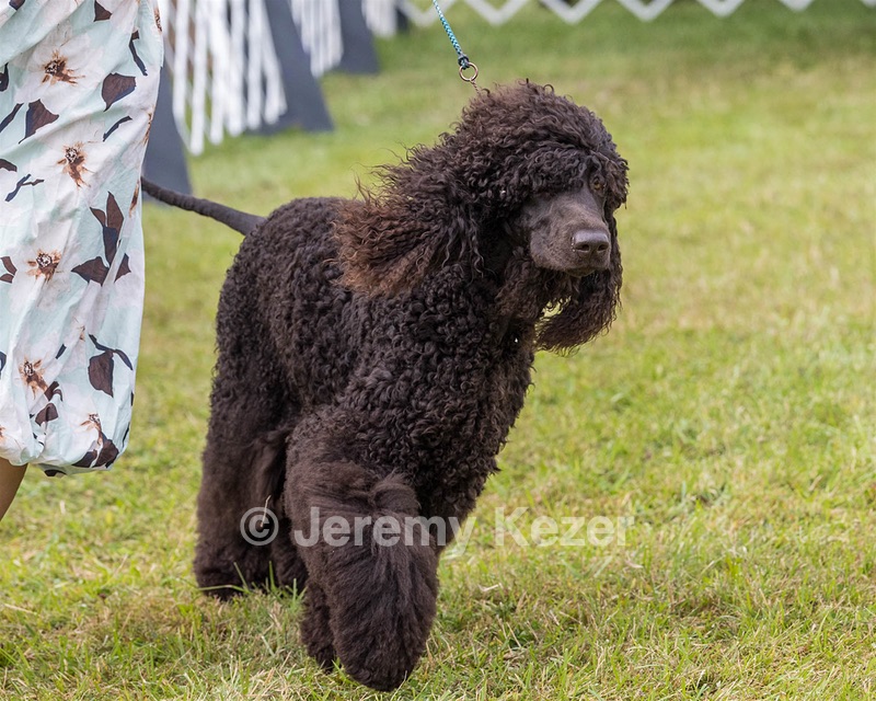 24 - POOLE'S IDE MODERN LOVE CGC (Remi)