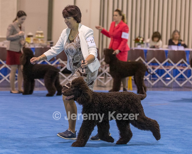 15 - GCH Am/Can CH Chantico's Shelter From the Storm Am/Can CD RN MX AJX OF DS (Reef)
