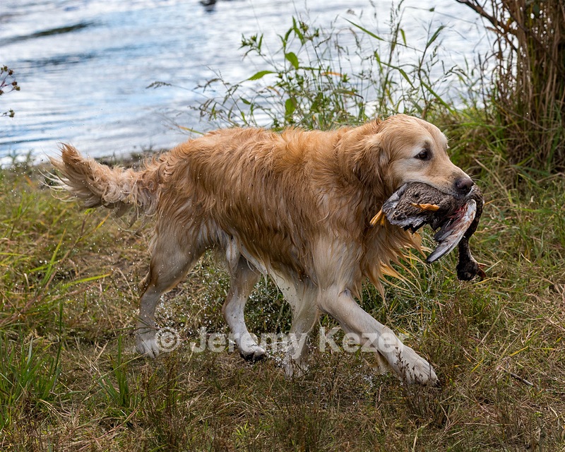Ghillie Deresienska
