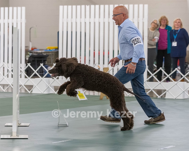 2503 - GCH CH BLACKTHORN'S KEEVA CROMPTON AX AXJ XF RN CGC (Keeva)