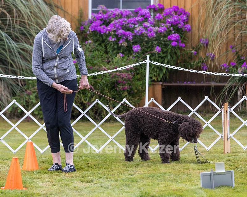 2201 - GCH CH MACH ARROYO'S BEGIN THE BEGUINE MXS MJS MXP MJP MXF T2B2 (Porter)
