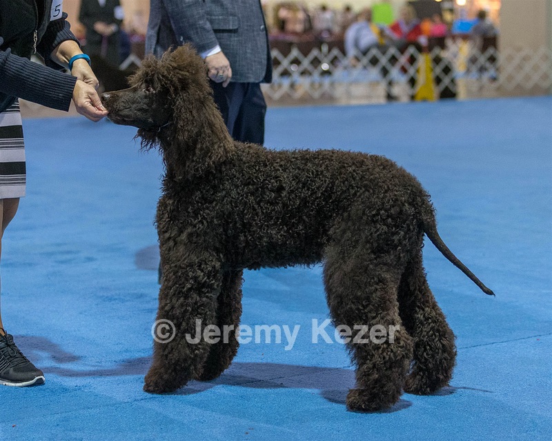 15 - GCH Am/Can CH Chantico's Shelter From the Storm Am/Can CD RN MX AJX OF DS (Reef)